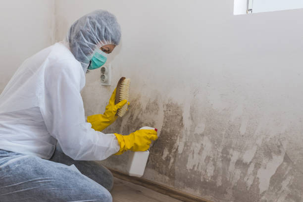 Best Mold Damage Restoration  in Townsend, MT