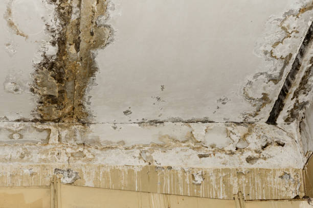 Best Mold Prevention Services  in Townsend, MT
