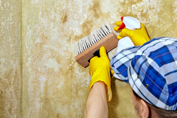 Best Attic Mold Removal  in Townsend, MT