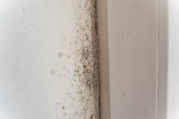 Best Dehumidification Services  in Townsend, MT